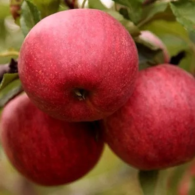 Яблоня ГАЛА ШНИГА в Астрахани