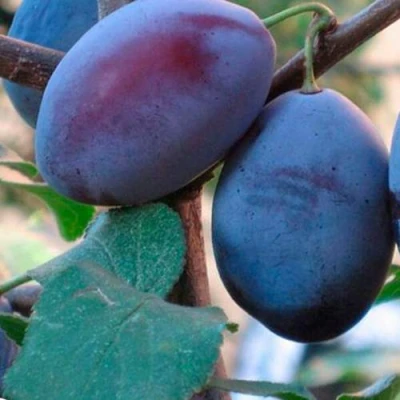 Слива СМОЛИНКА в Астрахани