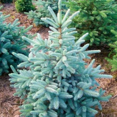 Ель КЕЙБАБ колючая в Астрахани