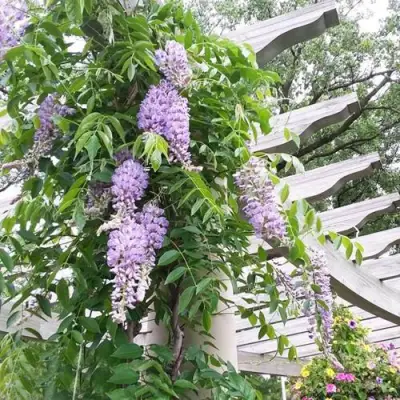 Глициния макростахия БЛЮ МУН в Астрахани