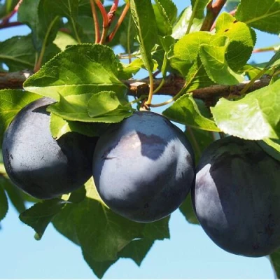 Слива ВОЛАТ в Астрахани