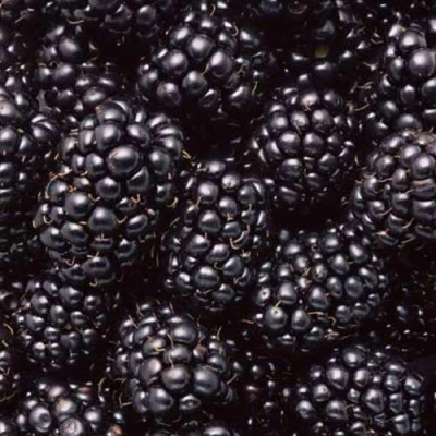 Ежевика ОРКАН бесшипная в Астрахани