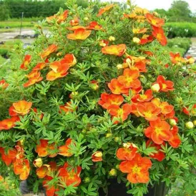 Лапчатка ОРАНЖСТАР кустарниковая в Астрахани