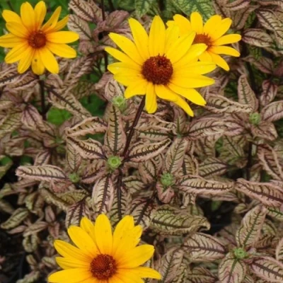 Гелиопсис САММЕР ПИНК в Астрахани