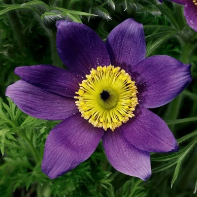 Прострел ПИНВИЛ БЛЮ ШЕЙДЕС в Астрахани