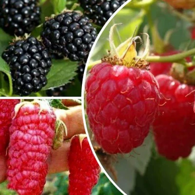 Комплект ЯГОДНЫЙ МИКС в Астрахани