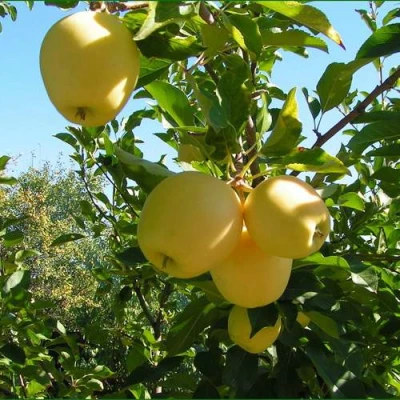 Яблоня ГОЛДЕН МИЛЛЕНИУМ в Астрахани