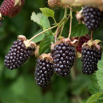 Ежемалина БОЙСЕНБЕРРИ в Астрахани
