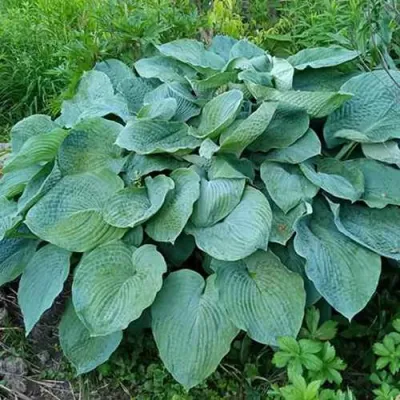 Хоста ЭЛЕГАНС Зибольда в Астрахани