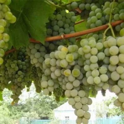 Виноград АНАНАСНЫЙ РАННИЙ в Астрахани
