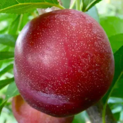 Слива БЕРБАНК ГИГАНТ в Астрахани