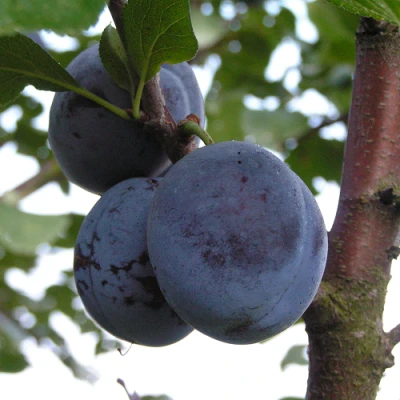 Слива ВЕНГЕРКА БЕЛОРУССКАЯ в Астрахани