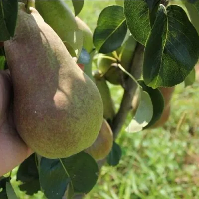 Груша БРЯНСКАЯ КРАСАВИЦА в Астрахани