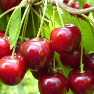 Вишня ХАРИТОНОВСКАЯ в Астрахани