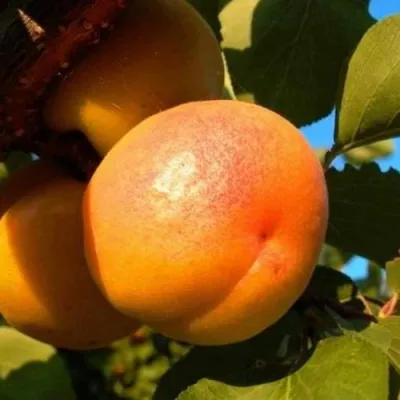 Абрикос СПАДЧЫНА в Астрахани