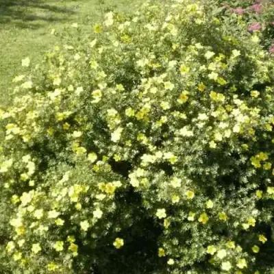 Лапчатка КЛОНДАЙК кустарниковая в Астрахани