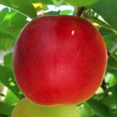 Плумкот БИРИКОККОЛО БОЛОГНЕС в Астрахани