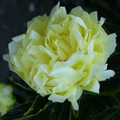 Пион ЗОЛОТАЯ КОЛЕСНИЦА травянистый в Астрахани