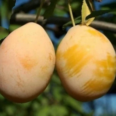 Слива ВАШИНГТОН в Астрахани