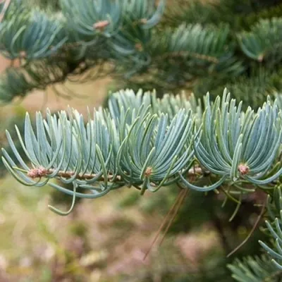 Пихта КОНКОЛОР в Астрахани