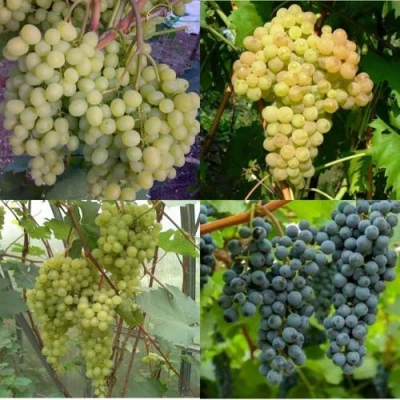 Комплект ВИНОГРАДНАЯ РАДУГА в Астрахани