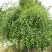 Береза САММЕР КАСКАД черная в Астрахани