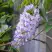 Глициния макростахия БЛЮ МУН в Астрахани