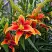 Лилия АВАЛОН САНСЕТ ОА-гибрид в Астрахани