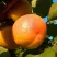 Абрикос СПАДЧЫНА в Астрахани