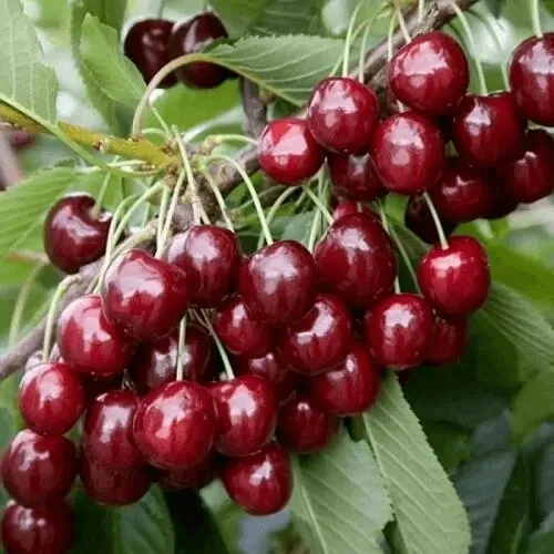 саженцы черешни саженцы черешни