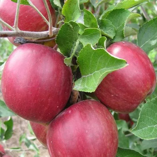 Яблоня МОСКОВСКОЕ ОЖЕРЕЛЬЕ колонновидная  Яблони Московское Ожерелье колонновидная в Астрахани