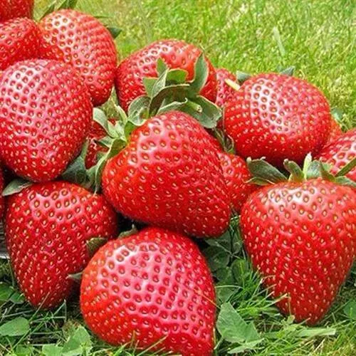 Клубника ЭЛИАНЕ в Астрахани