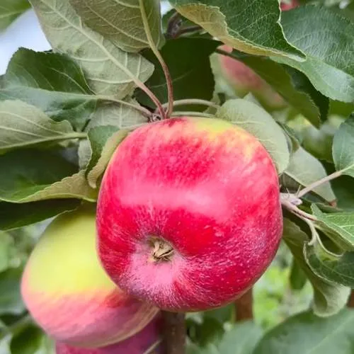 Яблоня АРБАТ колонновидная  Яблоня АРБАТ колонновидная в Астрахани