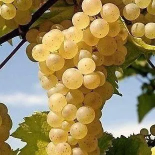 Неукрывные сорта   Неукрывные сорта  в Астрахани