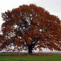 Дуб скальный  Дуб скальный в Астрахани