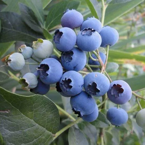 Голубика ЛЕГАЦИЯ  Голубика ЛЕГАЦИЯ в Астрахани