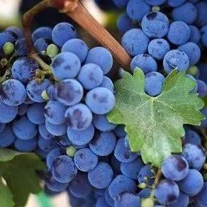 Винный   Винный  в Астрахани