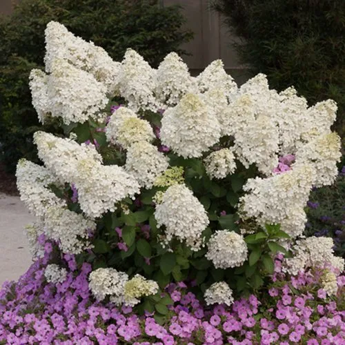 Гортензия БОБО метельчатая  Гортензия БОБО метельчатая в Астрахани