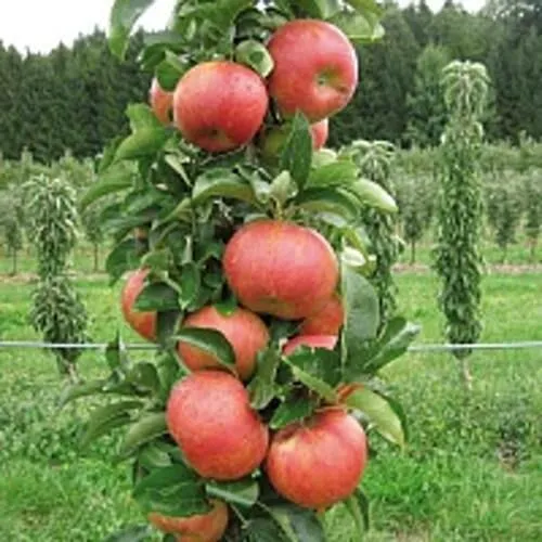 Яблоня ЯНТАРНОЕ ОЖЕРЕЛЬЕ колонновидная  Яблоня ЯНТАРНОЕ ОЖЕРЕЛЬЕ колонновидная в Астрахани