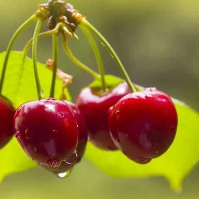 Черешня СИНЯВСКАЯ  Черешня СИНЯВСКАЯ в Астрахани