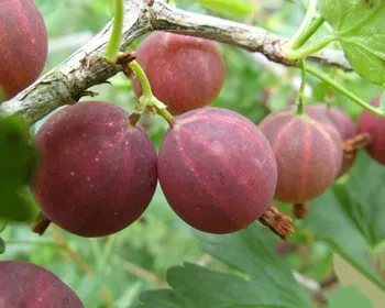 смена крыжовник смена крыжовник