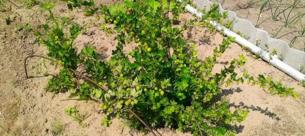 крыжовник.jpg крыжовник.jpg