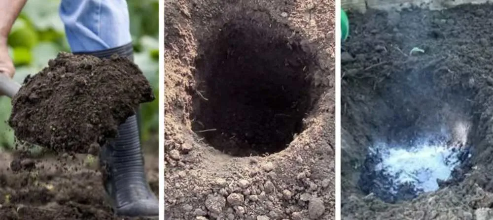 посадка саженцев крыжовника.jpg посадка саженцев крыжовника.jpg