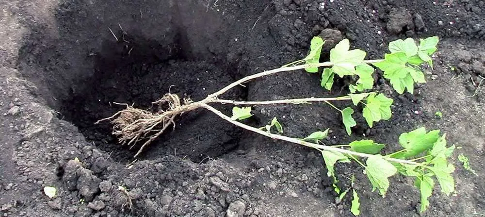 посадка крыжовника в открытый грунт.jpg посадка крыжовника в открытый грунт.jpg