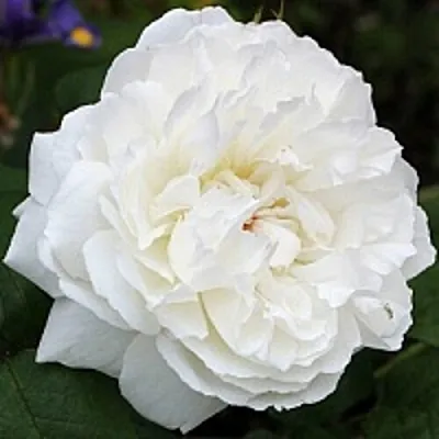 Саженцы роз ВИНЧЕСТЕР КАФЕДРАЛ английская  Саженцы роз ВИНЧЕСТЕР КАФЕДРАЛ английская в Астрахани