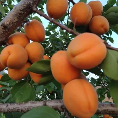 Абрикос ГОЛД РИЧ  Абрикос ГОЛД РИЧ в Астрахани