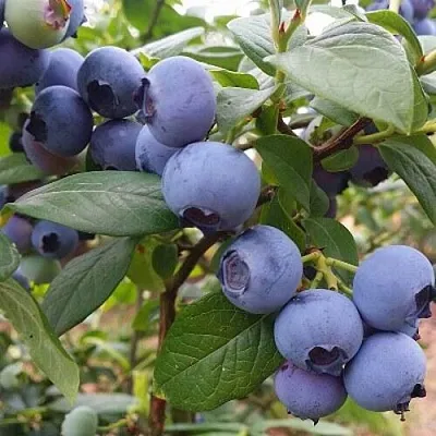 Голубика БЛЮГОЛД в Астрахани