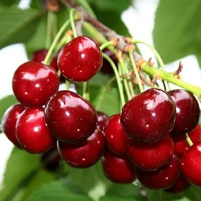 Черешня МИНЧАНКА  Черешня МИНЧАНКА в Астрахани