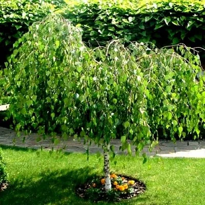 Береза в Астрахани