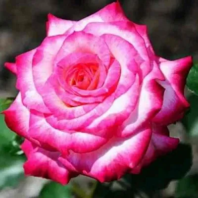 Саженцы роз АРИФА флорибунда  Саженцы роз АРИФА флорибунда в Астрахани